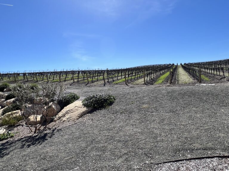 vineyard