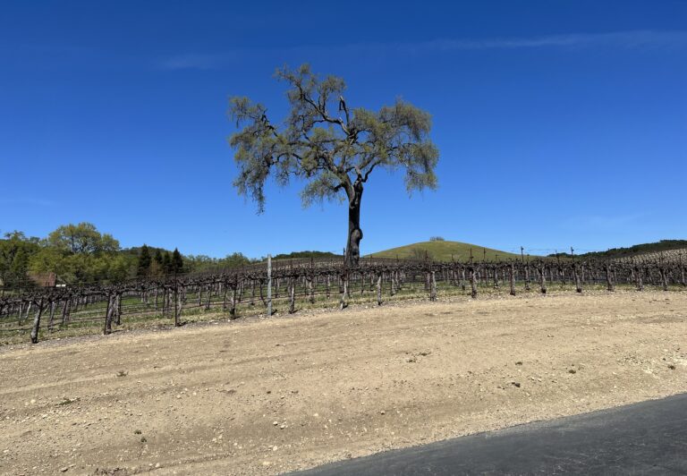 vineyard2