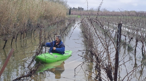 Man paddling a bright green kayak through a flooded vineyard, navigating between bare trellis rows.
